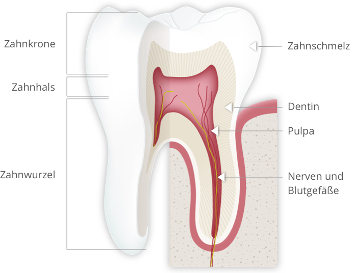 endodontie zahnaufbau